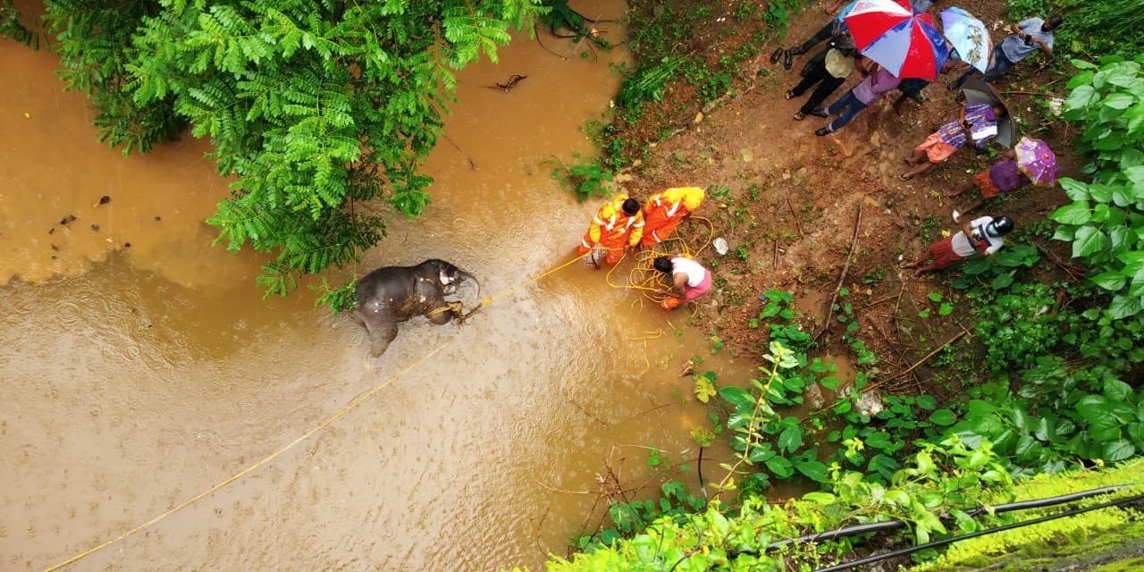 Baby elephant found dead in Kerala's Pathanamthitta district