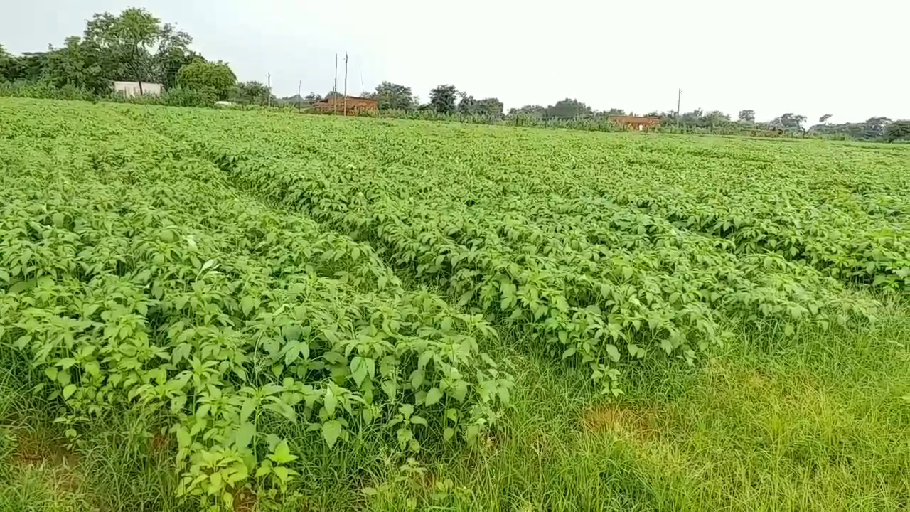 New oilseed crop