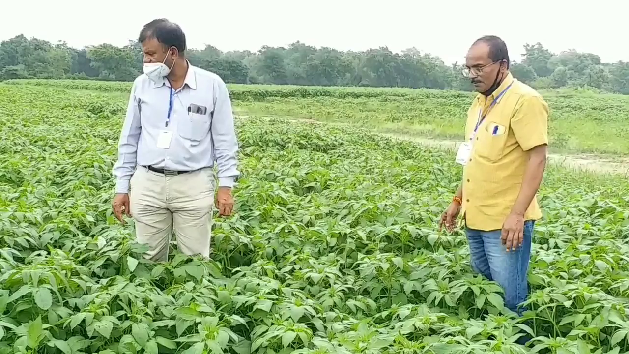 Agricultural scientist inspecting