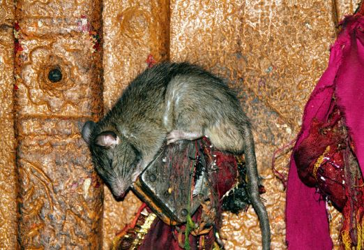 unknown fact, rajasthan's rat temple, rajasthan's karni mata temple, karni mata temple, temple of rats, ଅଜଣା କଥା, ରାଜସ୍ଥାନର ମୂଷା ମନ୍ଦିର, ରାଜସ୍ଥାନର କର୍ଣ୍ଣୀ ମାତା ମନ୍ଦିର, କର୍ଣ୍ଣୀ ମାତା ମନ୍ଦିର, ମୂଷାଙ୍କ ମନ୍ଦିର