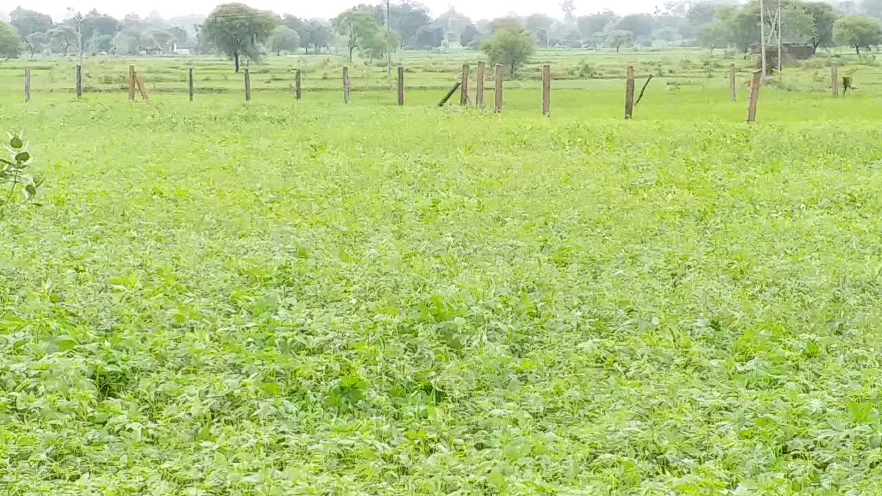 Soybean crop