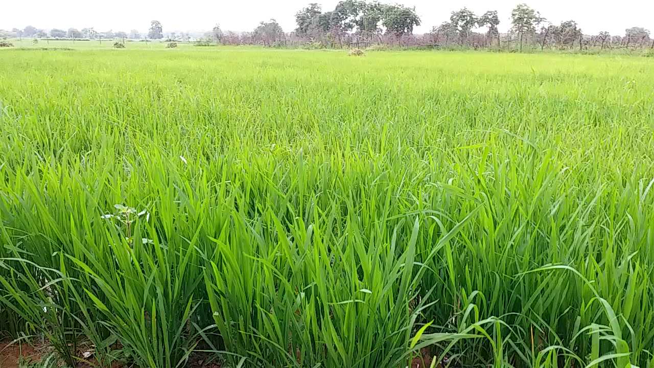 Paddy crop