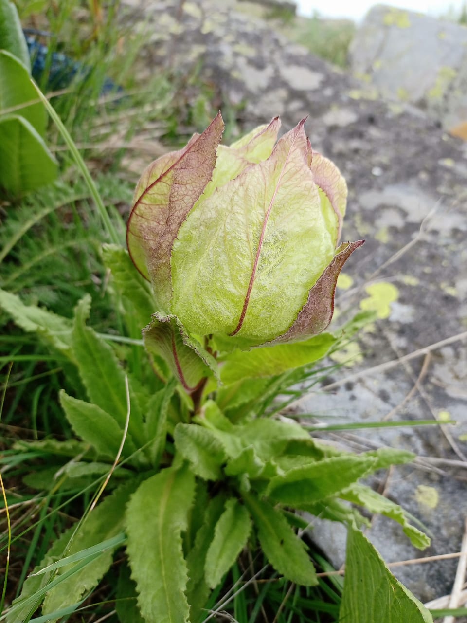 brahma kamal