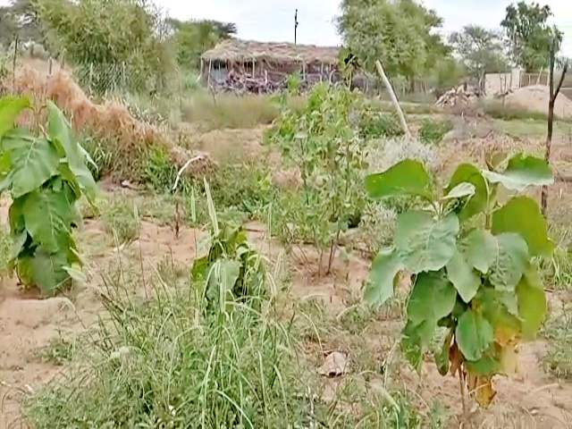 चौहटन की खबर  अंजीर की खेती  बाड़मेर में किसान  बाड़मेर में मरुस्थलीय क्षेत्र  एडवोकेट रूप सिंह राठौड़  ठाकुर हेम सिंह कृषि फार्म  barmer news  rajasthan news  thakur hem singh agricultural