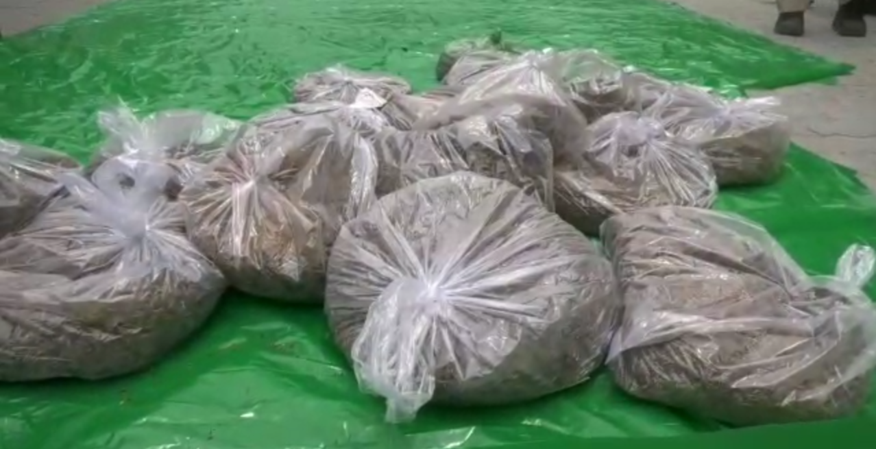 huge amount of ganja seized in Mangaldoi