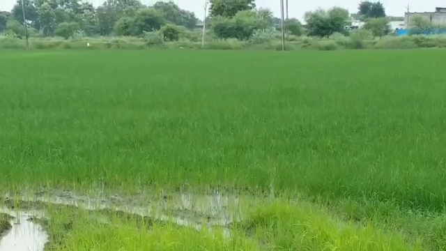 Kharif crop is blooming