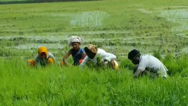 Farmers engaged in paddy sowing