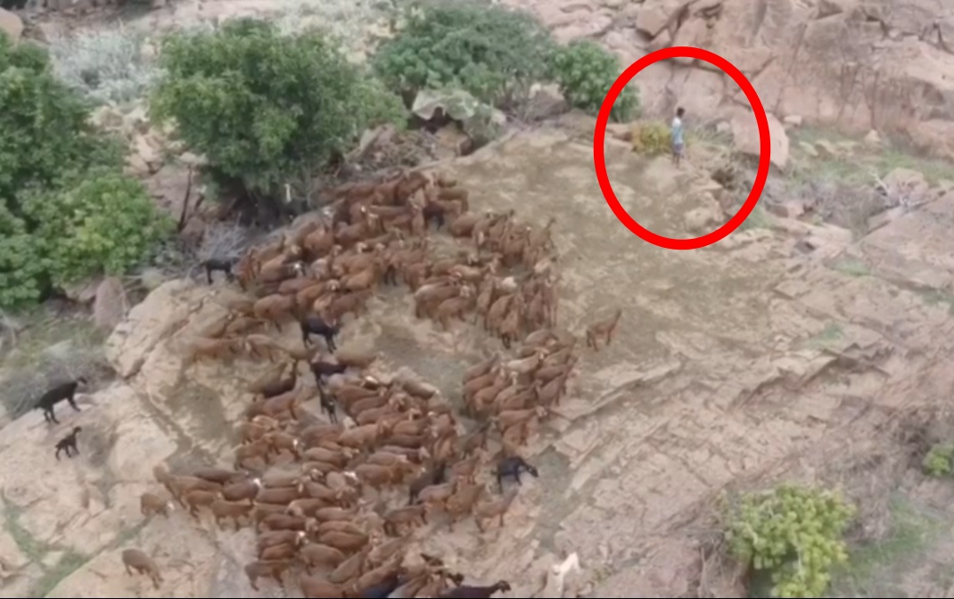 A shepherd gets stuck in the island from past 5 days due to Krishna river flood