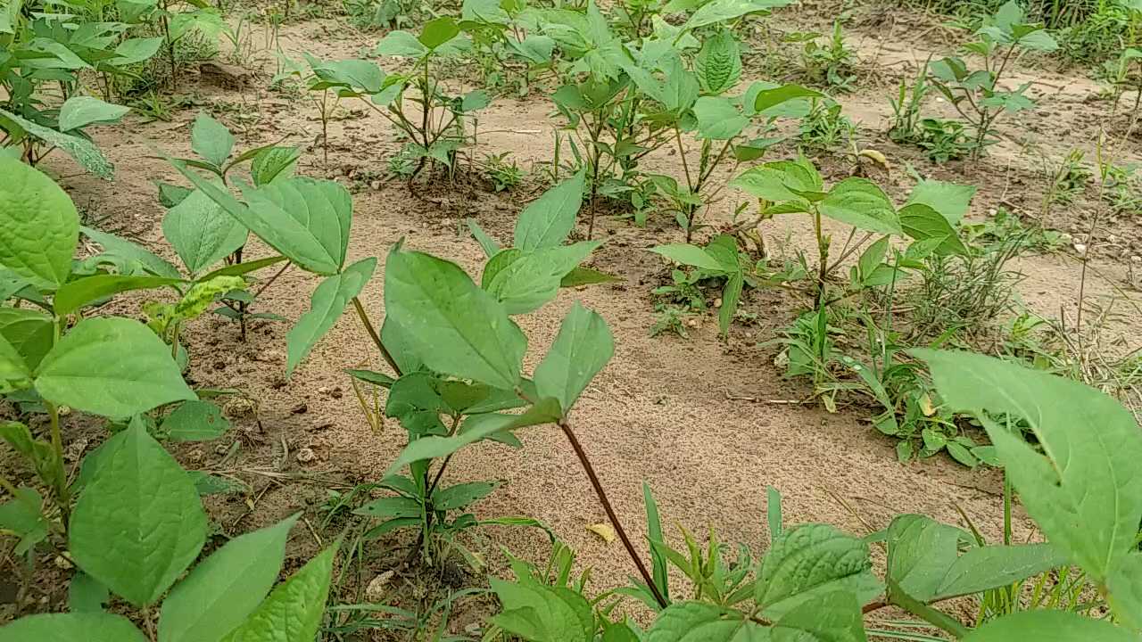 Soybean crop