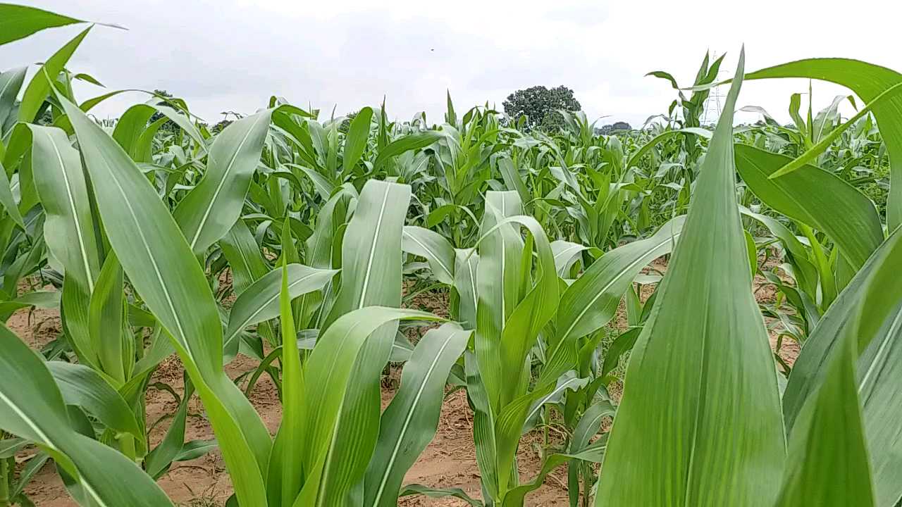 Corn crop