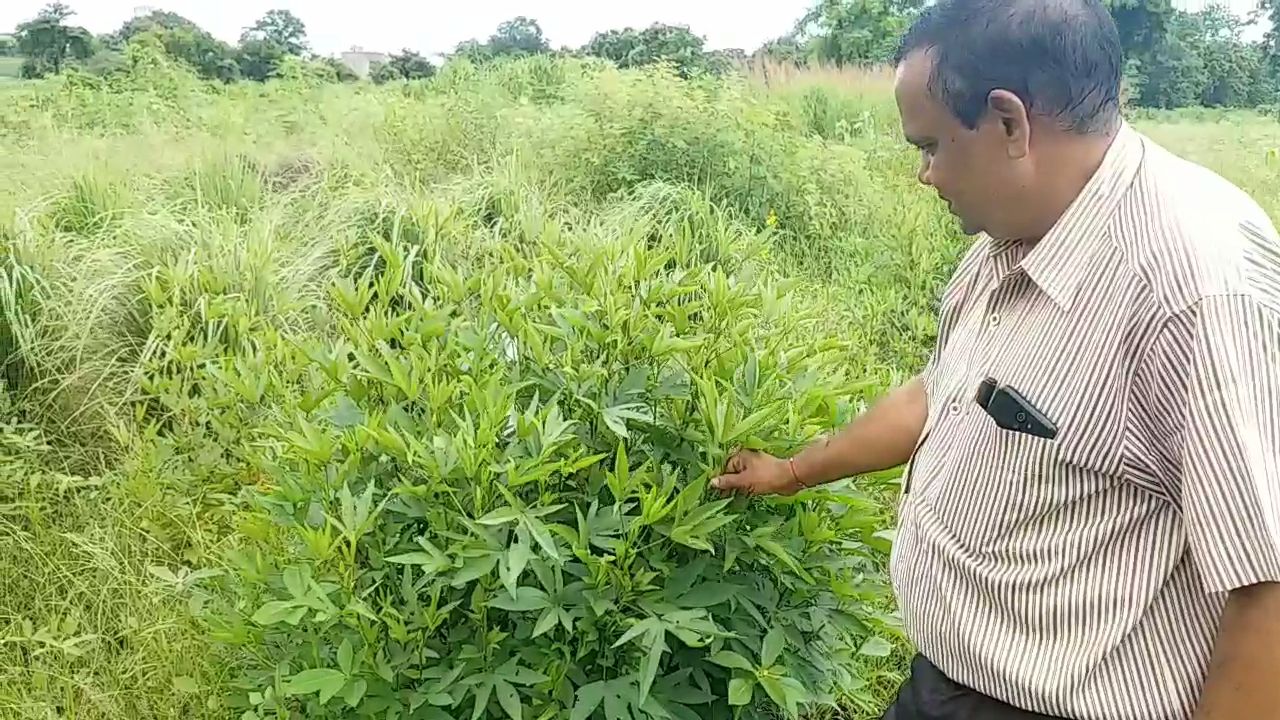 medicinal plants