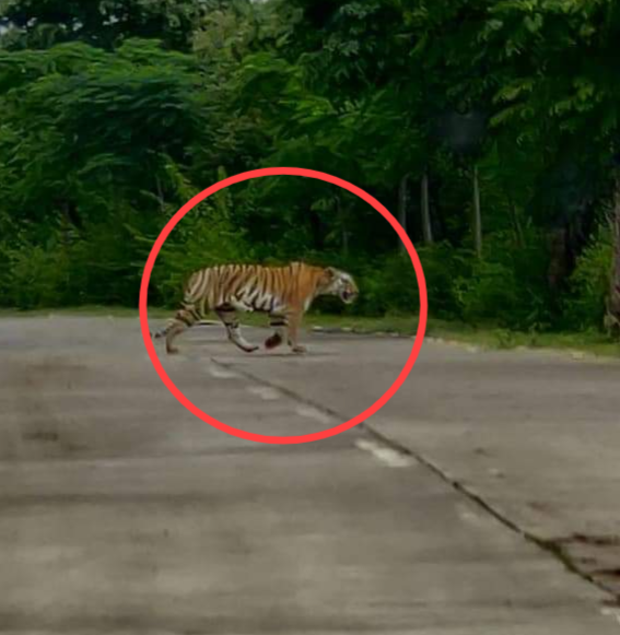 tiger-found-roaming