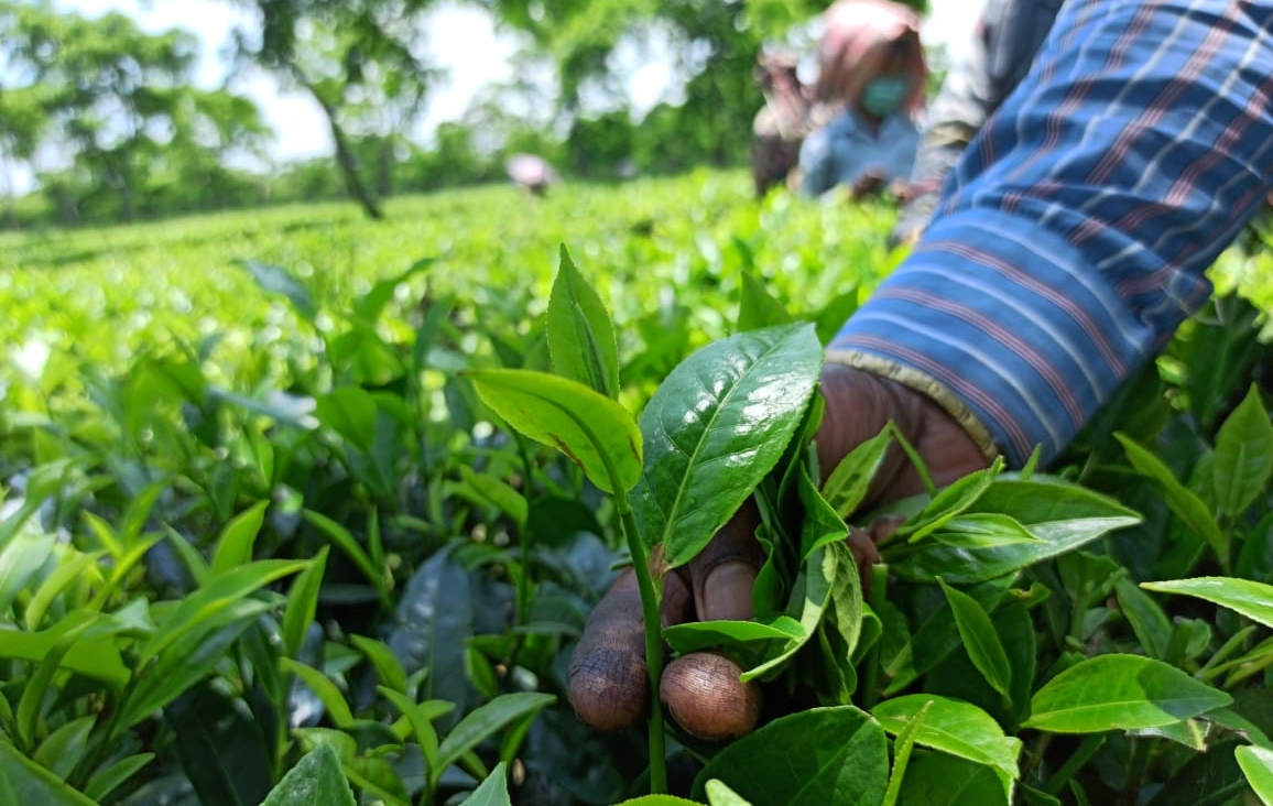 The biennial tea industry in Assam has slowed down du etv bharat special report