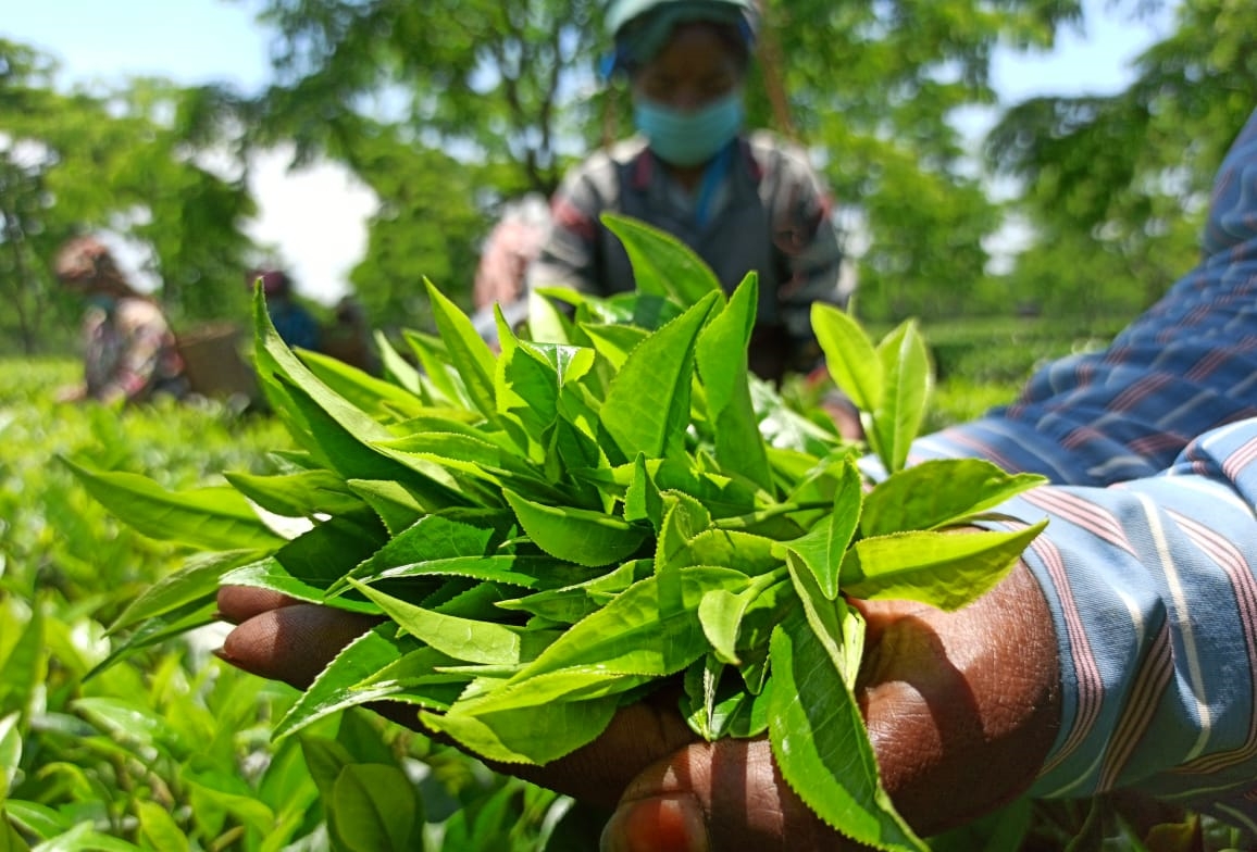 The biennial tea industry in Assam has slowed down du etv bharat special report