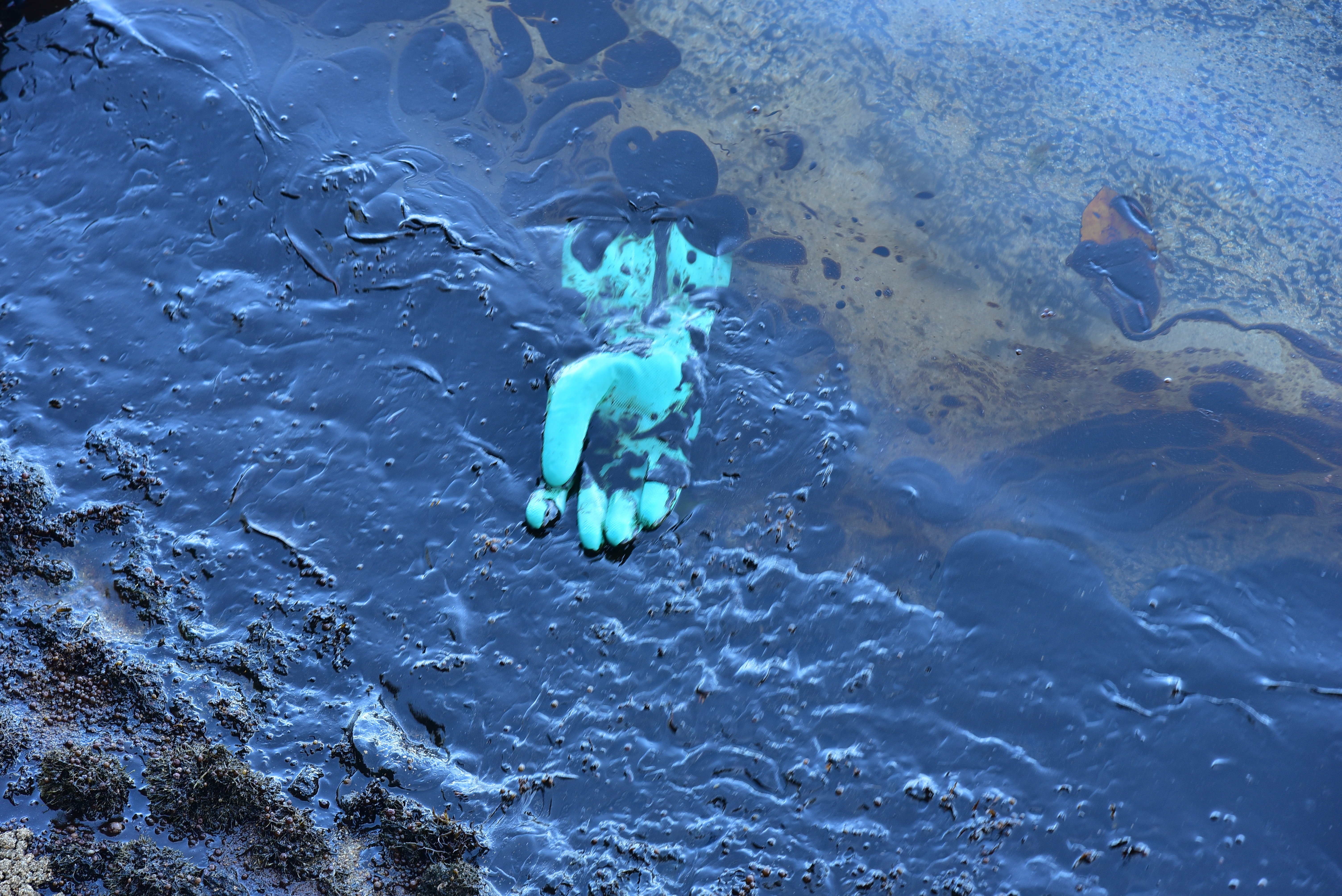 A rubber glove floats on oil as volunteers take part in the clean up operation in Mahebourg, Mauritius, Wednesday, surrounding the oil spill from the MV Wakashio, a bulk carrier ship that recently ran aground off the southeast coast of Mauritius.