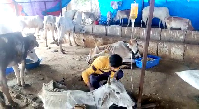 Cow treatment