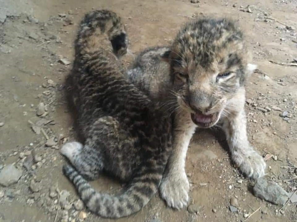 Lioness gave birth to three cubs