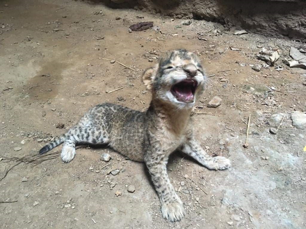 Lioness gave birth to three cubs