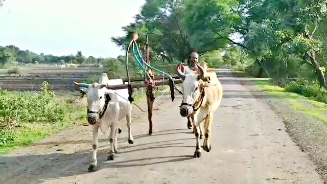 राजस्थान में बारिश  नहीं हो रही बारिश  मानसून की बेरुखी  किसान चिंतित  सोयाबीन की खेती  किसान परेशान  jhalawar news  rain in jhalawar  farmer in jhalawar  weather in jhalawar