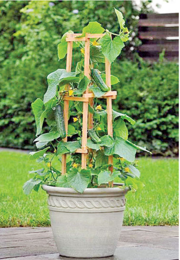 trips-for-grown-those-vegetables-in-pots-of-home