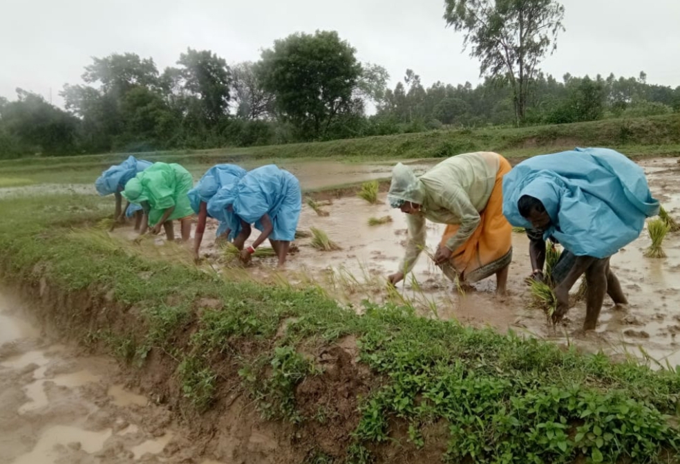 ହାତରେ ହଳ ଲଙ୍ଗଳ ଧରି ଚାଷ ଜମିରେ ନବରଙ୍ଗପୁର ବିଧାୟକ