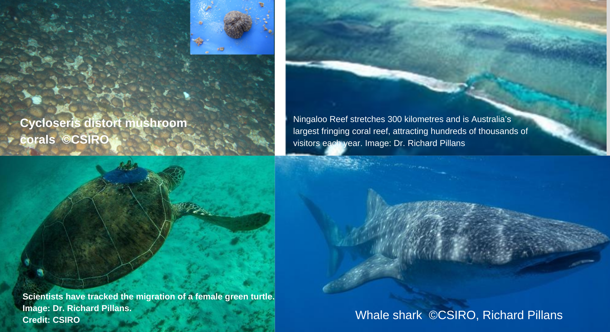 CSIRO Ningaloo Outlook overview ,Whale Shark research at Ningaloo reef