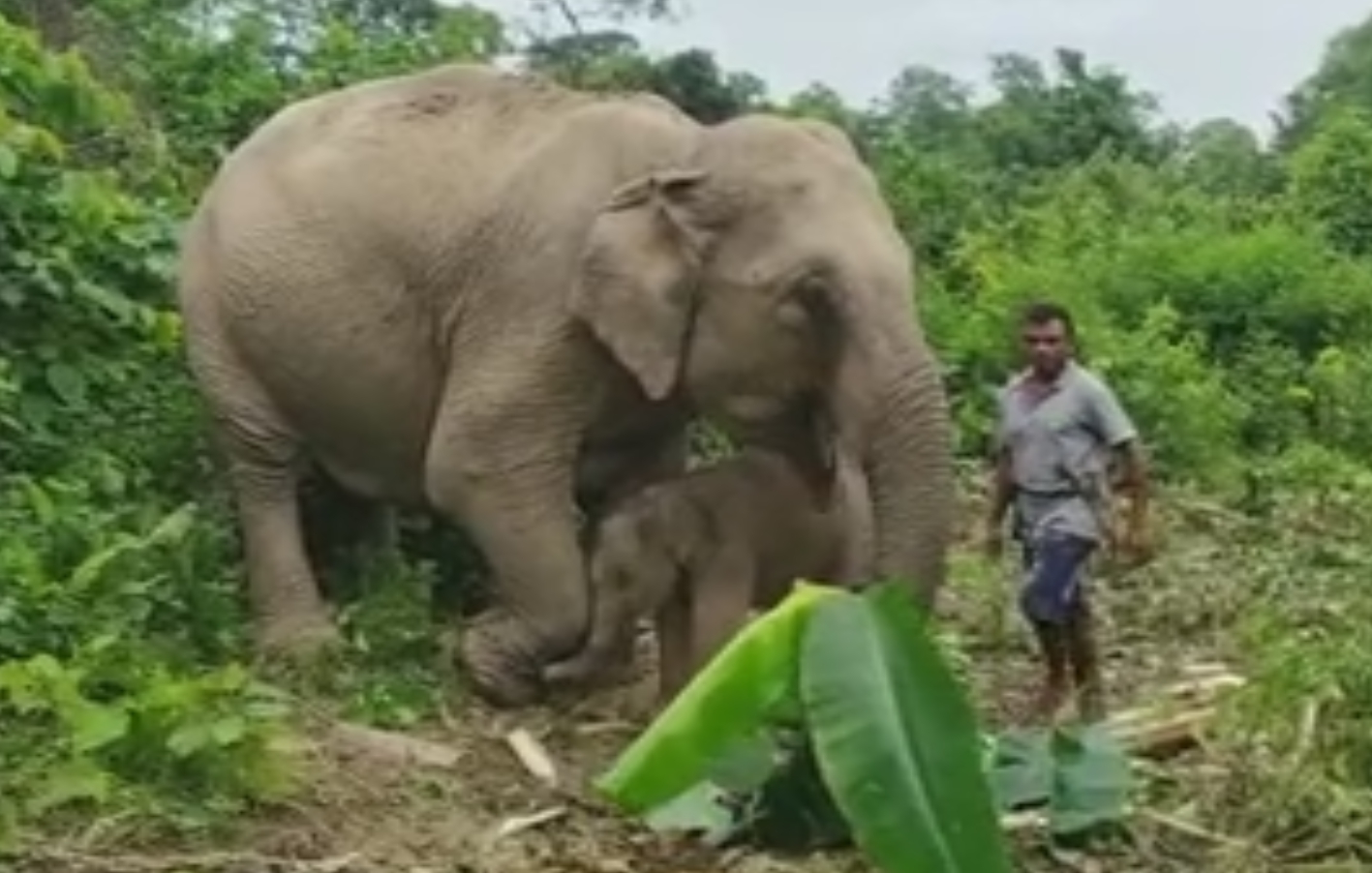 kaziranga-national-park-elephant-story