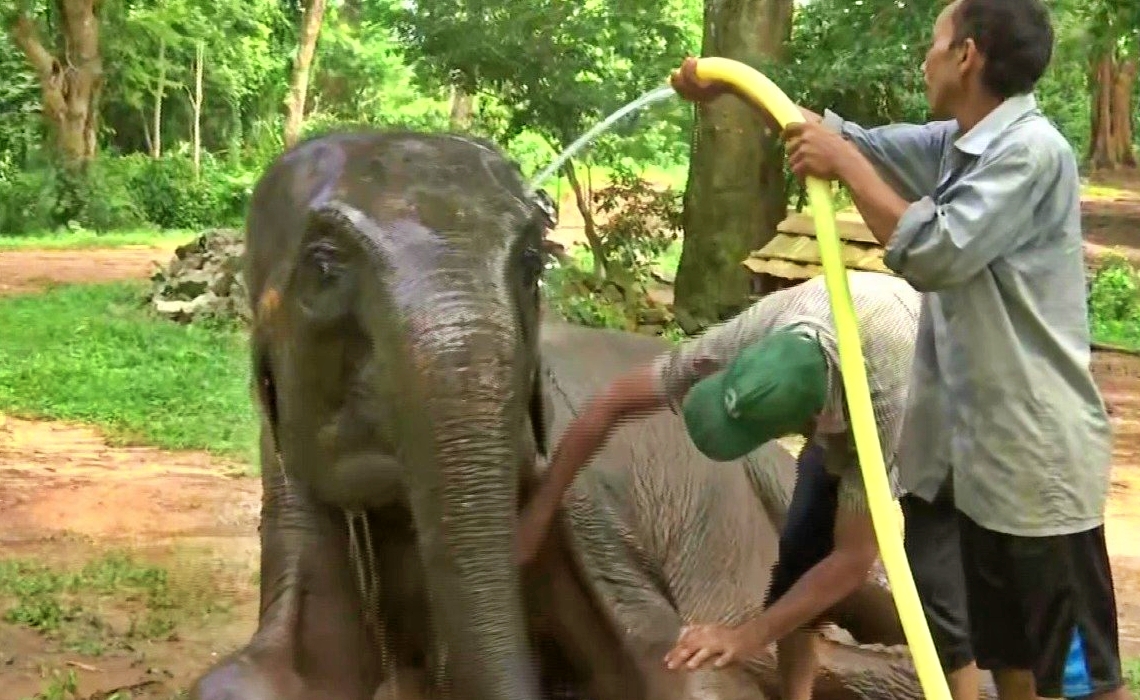 Air cooling system applied for animals in Assam State Zoo cum Botanical Garden