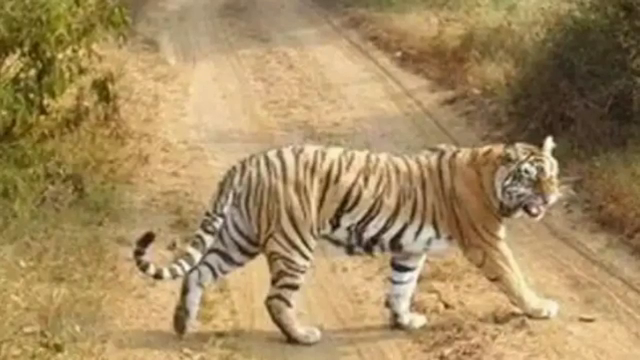 Increased concern due to the death of tigers