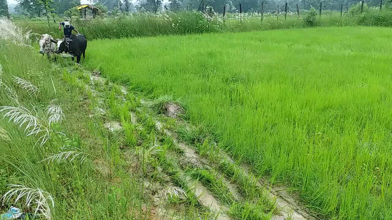 Paddy cultivation through Biasi method beneficial