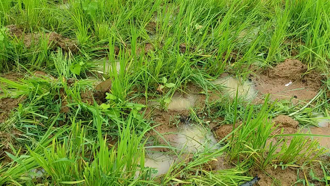 Paddy cultivation through Biasi method beneficial