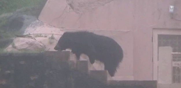 bears were seen in residential areas,  bears were seen in sirohi,  bear in sirohi