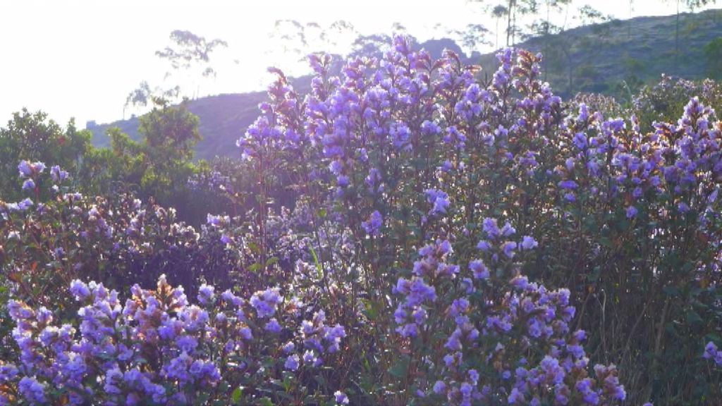 neelakkurinja blossom in thondimala  തൊണ്ടിമലയിലെ പുൽമേടുകൾ  നീലവസന്തം തീർത്ത് തൊണ്ടിമല  നീലക്കുറിഞ്ഞി പൂക്കൾ മൂന്നാർ