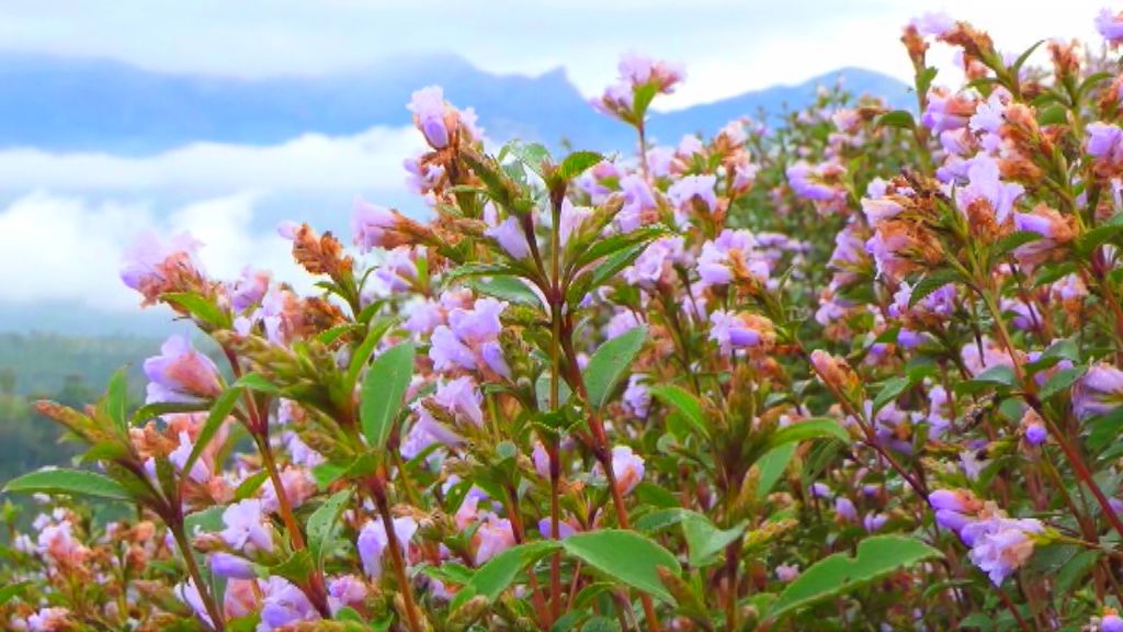 neelakkurinja blossom in thondimala  തൊണ്ടിമലയിലെ പുൽമേടുകൾ  നീലവസന്തം തീർത്ത് തൊണ്ടിമല  നീലക്കുറിഞ്ഞി പൂക്കൾ മൂന്നാർ