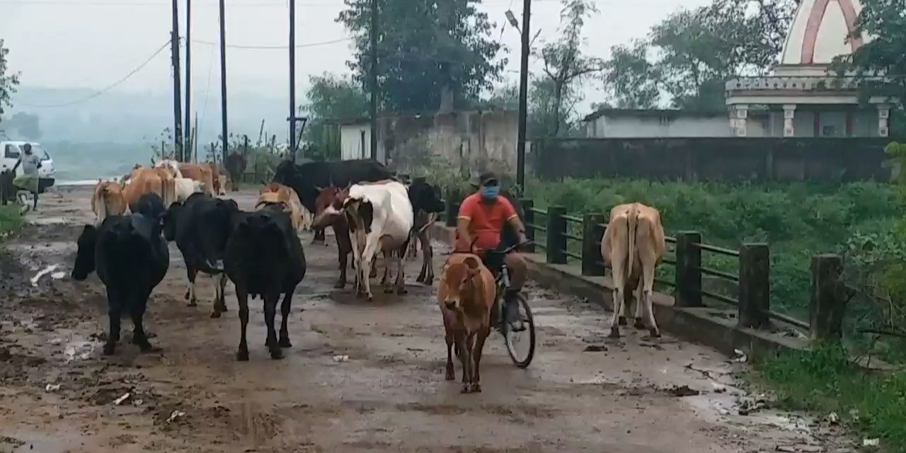 people-are-troubled-due-to-shabby-roads-of-sarngarh-at-raigarh