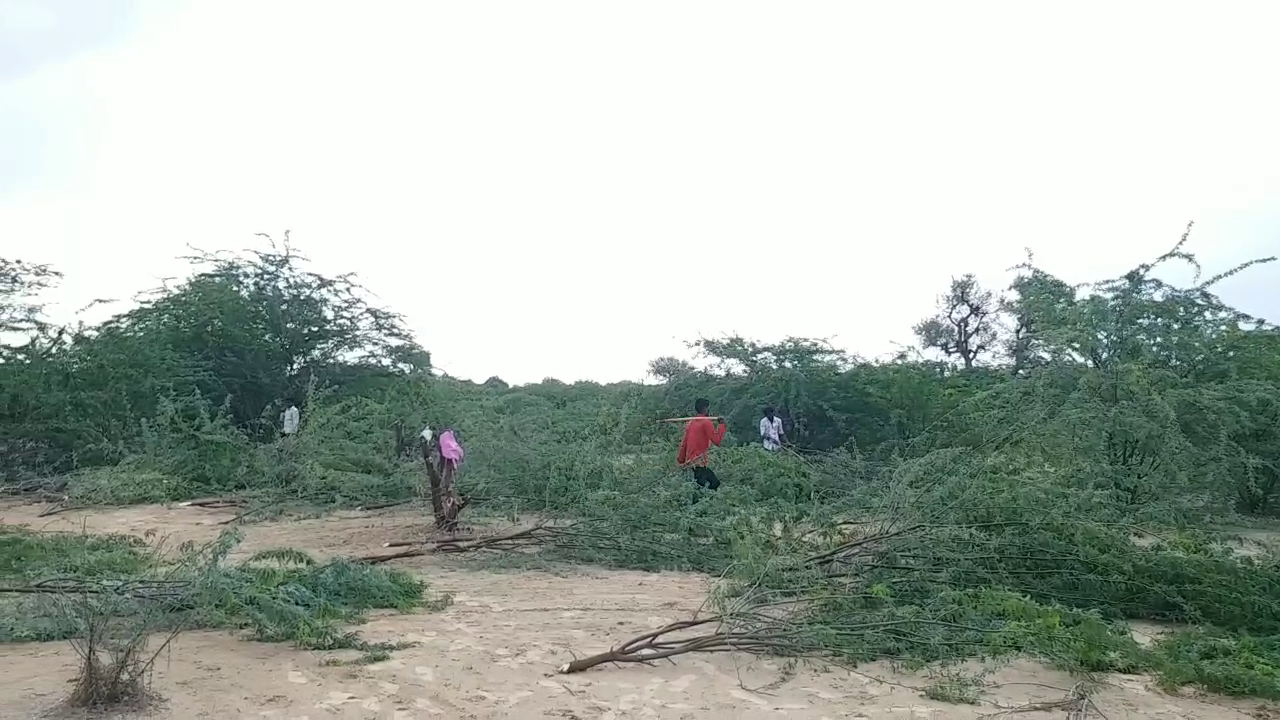 acacia trees,  acacia trees will be harvested,  acacia trees harvested in rajasthan