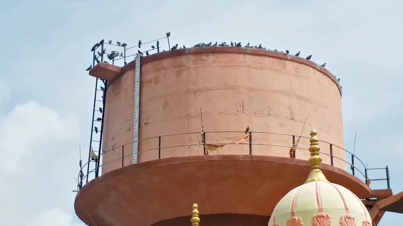 Pigeons live in flats in Jhunjhunu,  Pigeons live in flats