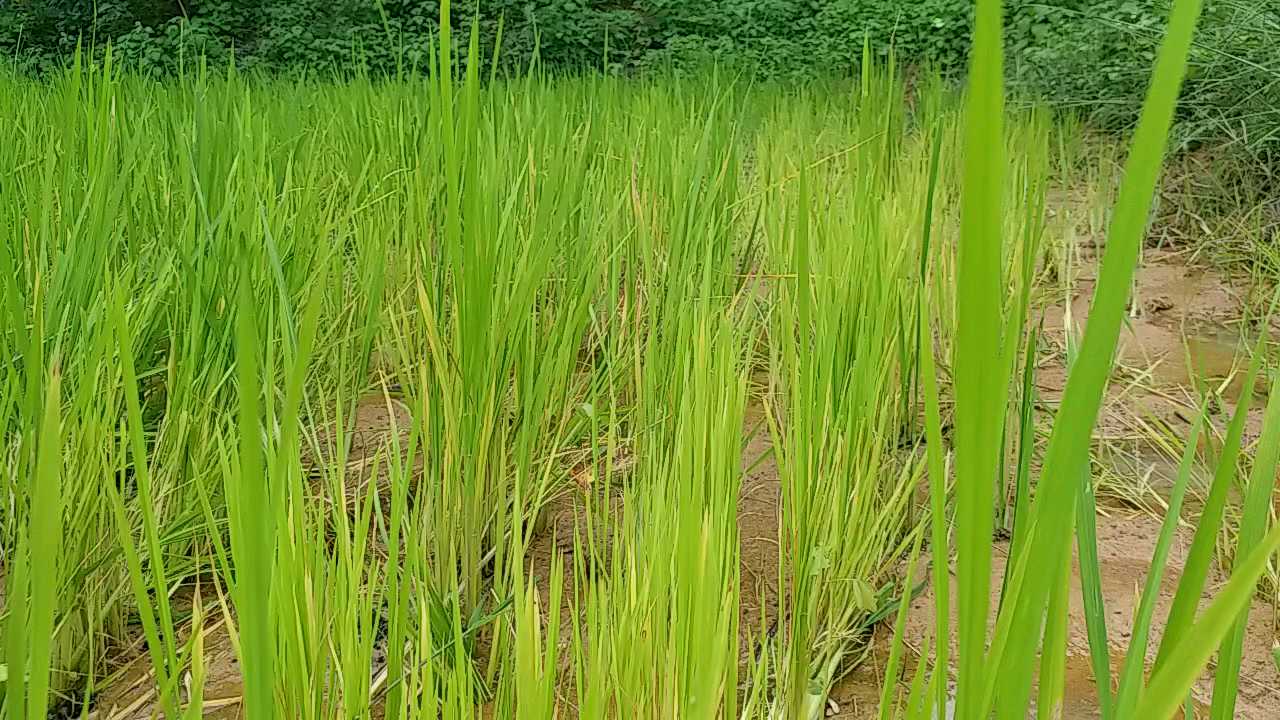 Conversation with agricultural scientist Dr Mrigendra Singh on maize paddy and oilseed crops