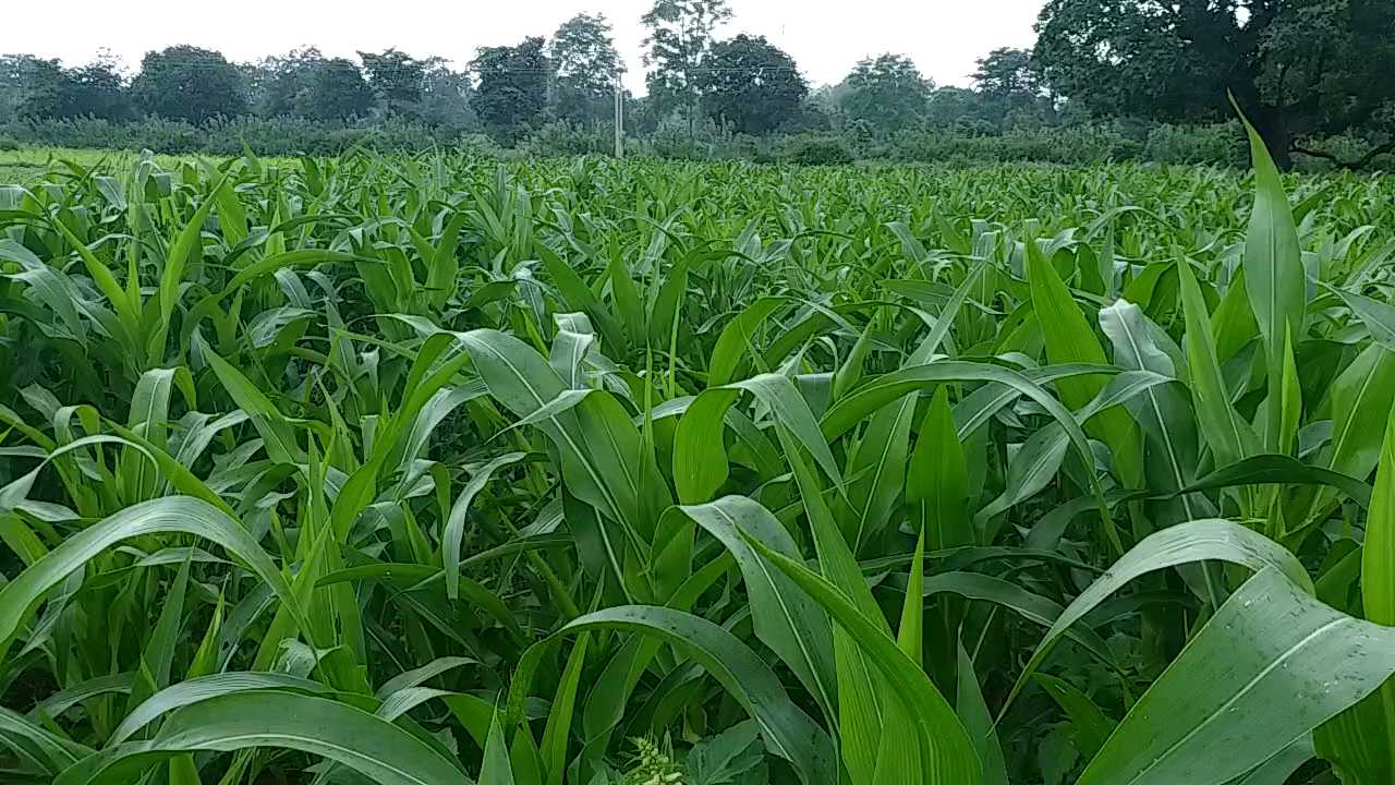 Conversation with agricultural scientist Dr Mrigendra Singh on maize paddy and oilseed crops