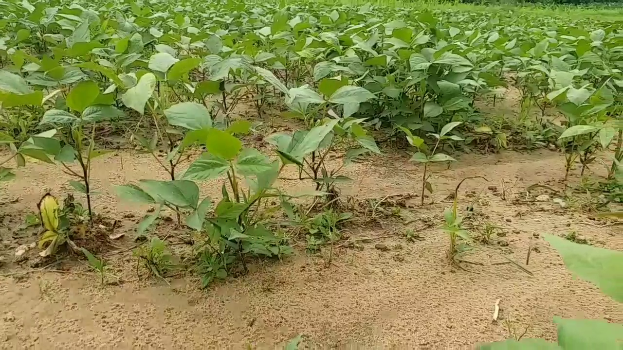 Conversation with agricultural scientist Dr Mrigendra Singh on maize paddy and oilseed crops