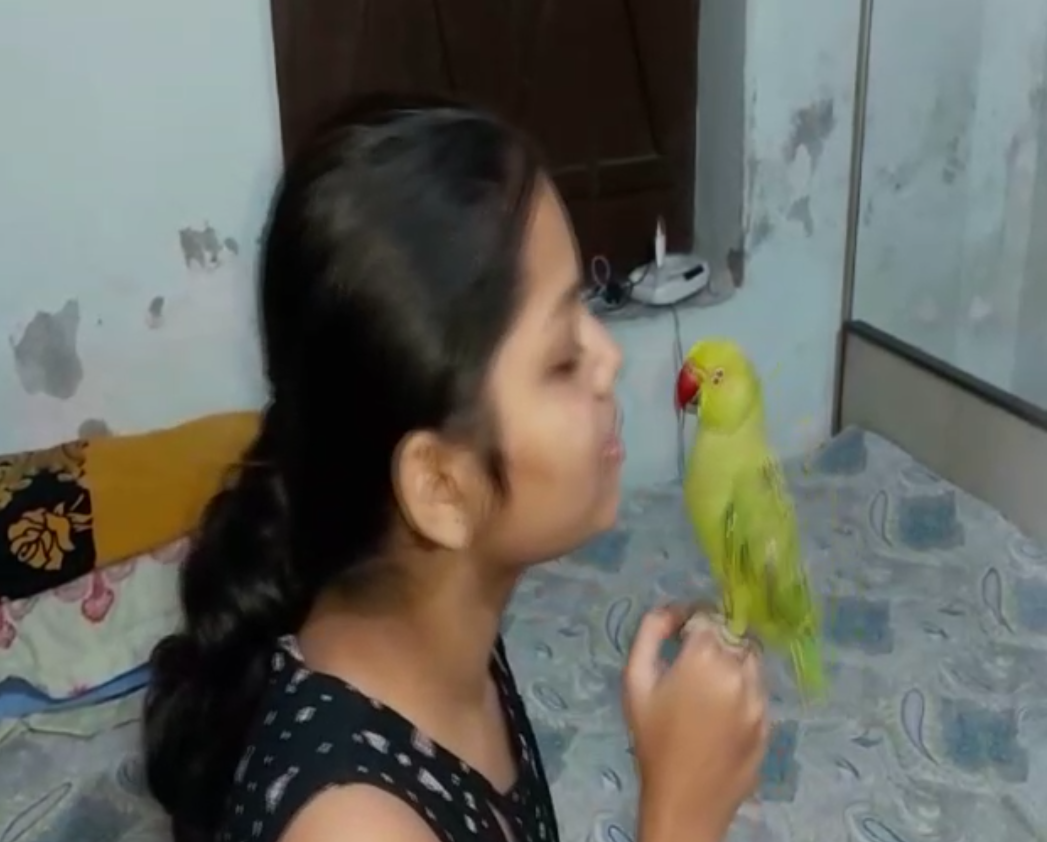 Duggu Parrot from katihar,  parrot use smart phone in katihar