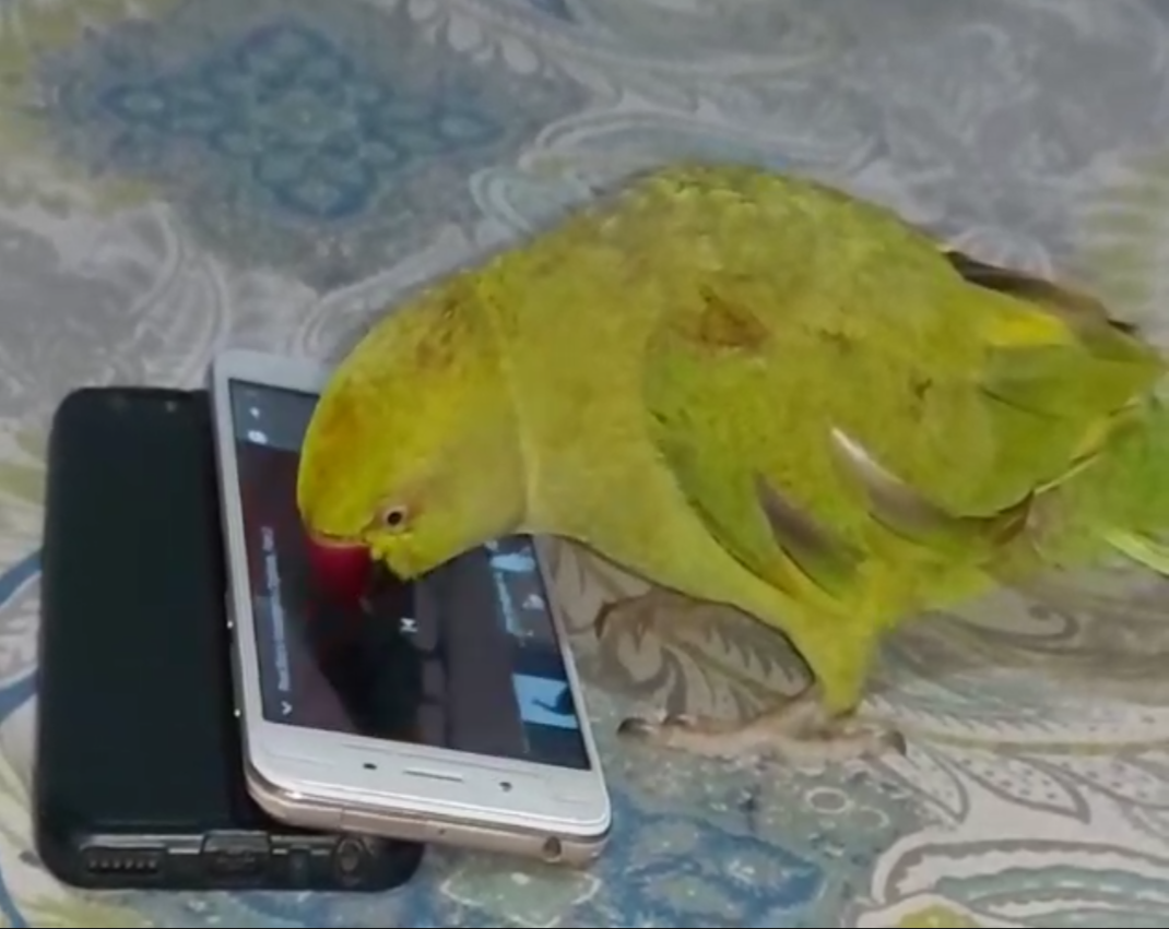 Duggu Parrot from katihar,  parrot use smart phone in katihar