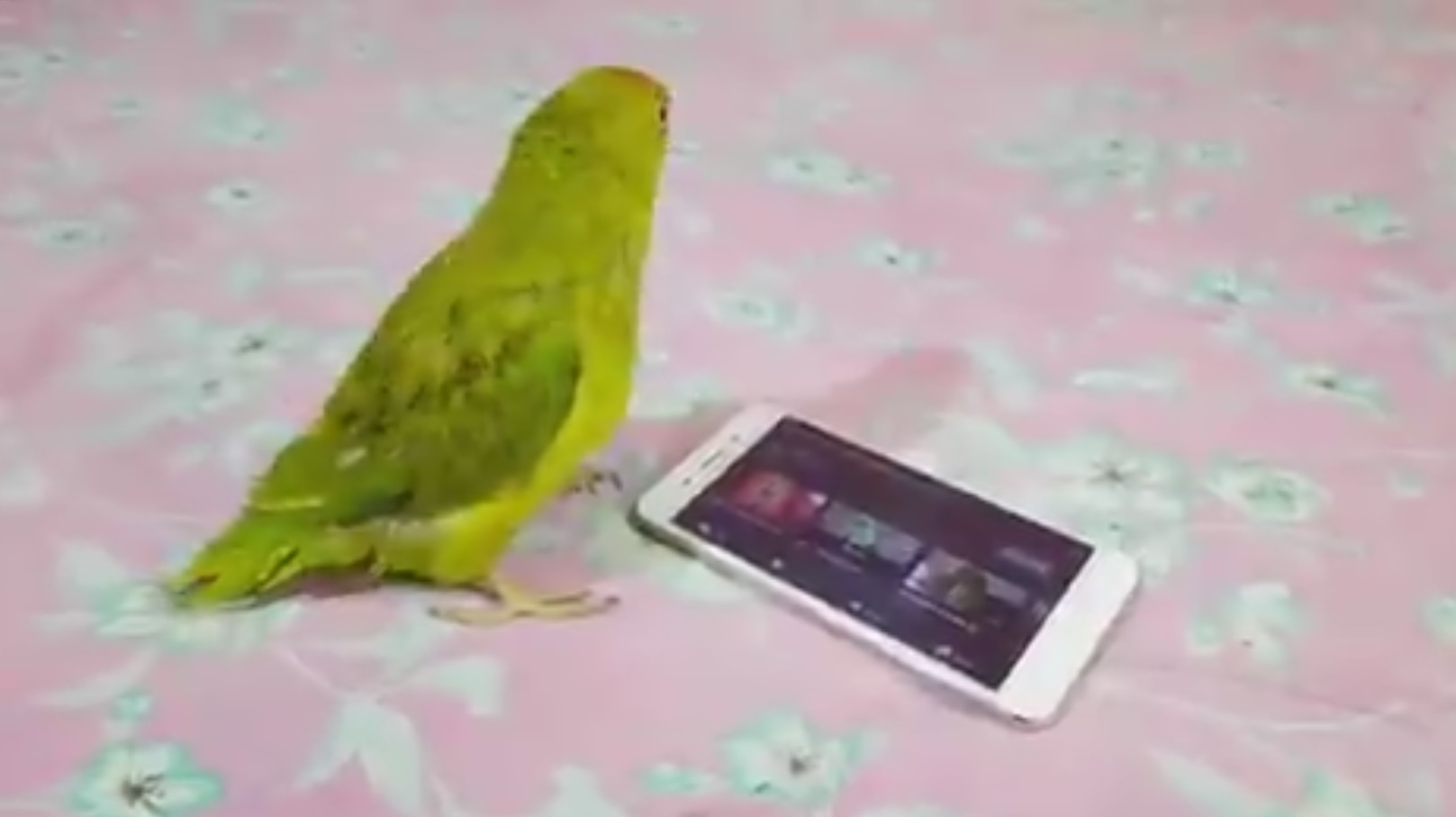 Duggu Parrot from katihar,  parrot use smart phone in katihar