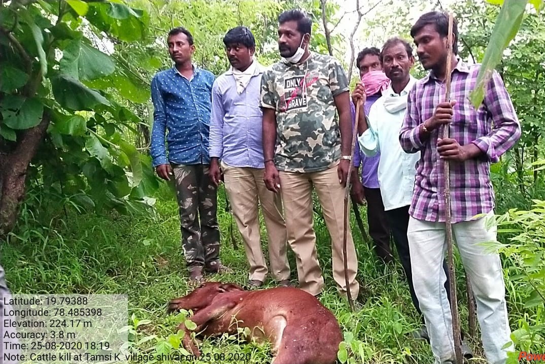 tiger movements captured in tamsi k village bhimpur mandal adilabad district