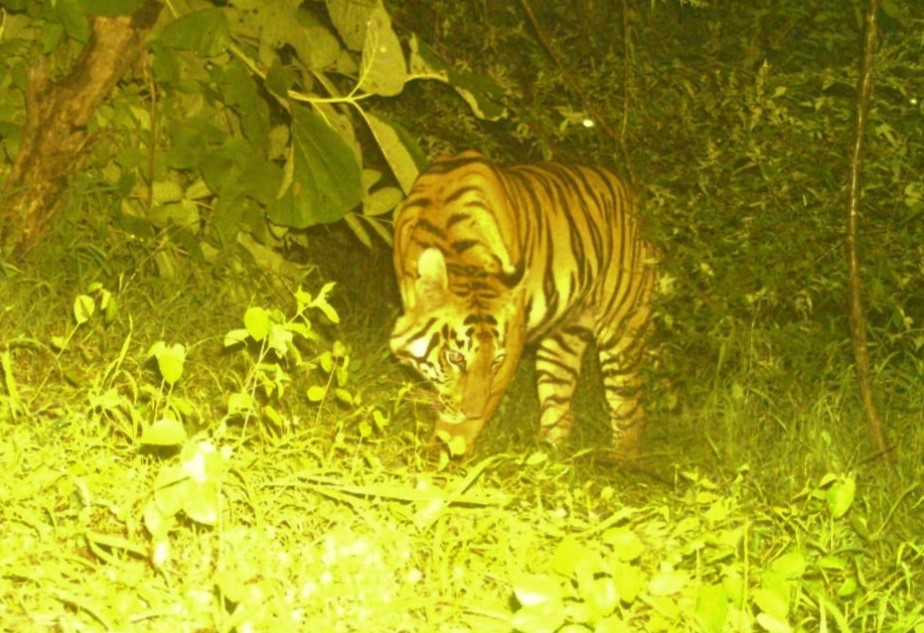 tiger movements captured in tamsi k village bhimpur mandal adilabad district