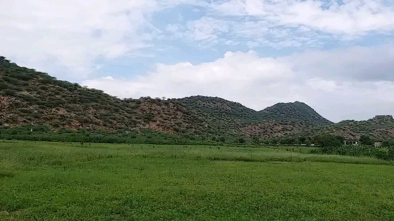 Green fodder grown on barren land