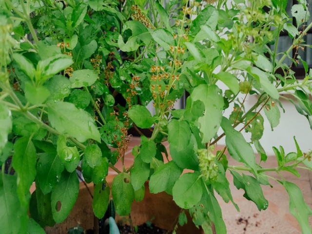 Tulsi , Plants to keep mosquitoes away, Tulsi plant for mosquitoes