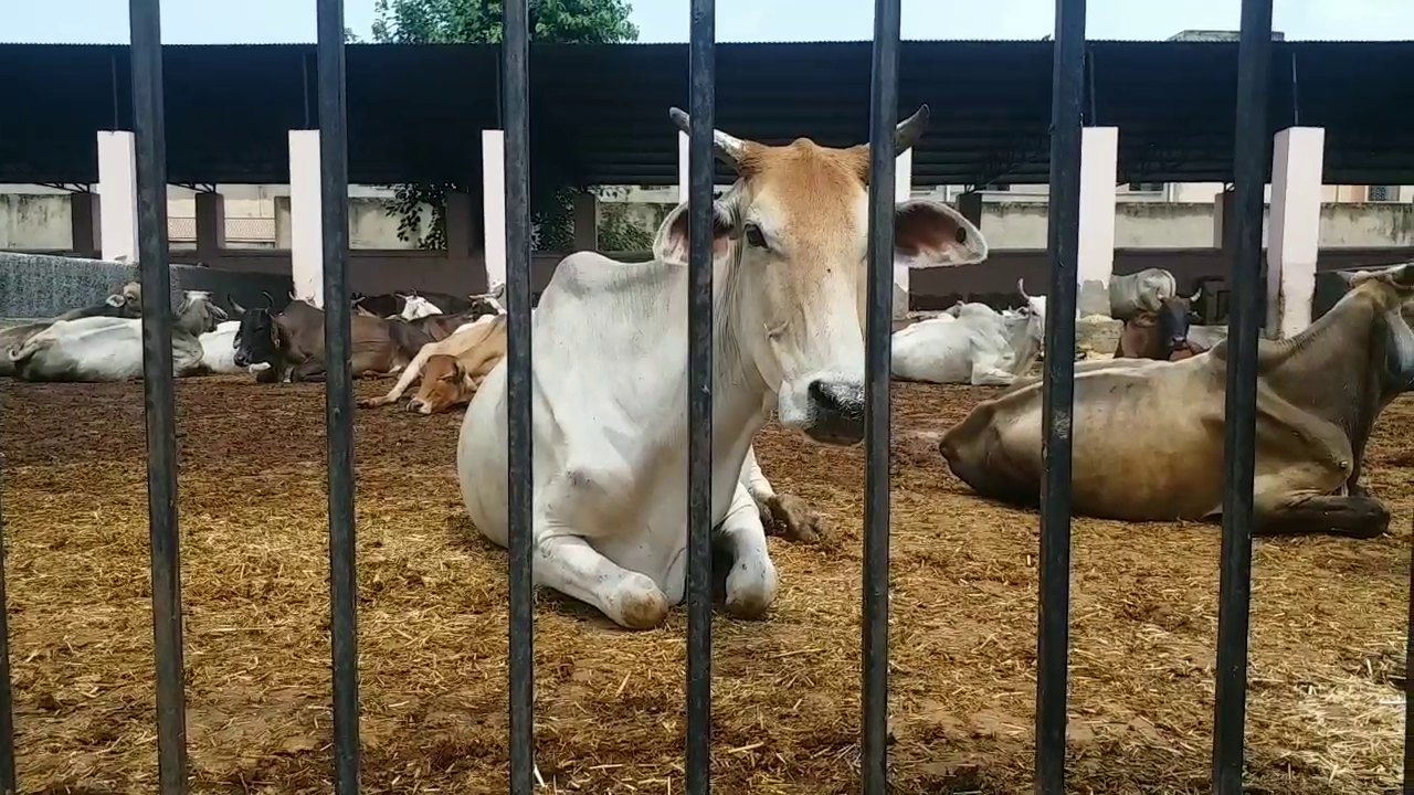 झुंझुनू की अनूठी गौशाला,  Jhunjhunu unique cowshed