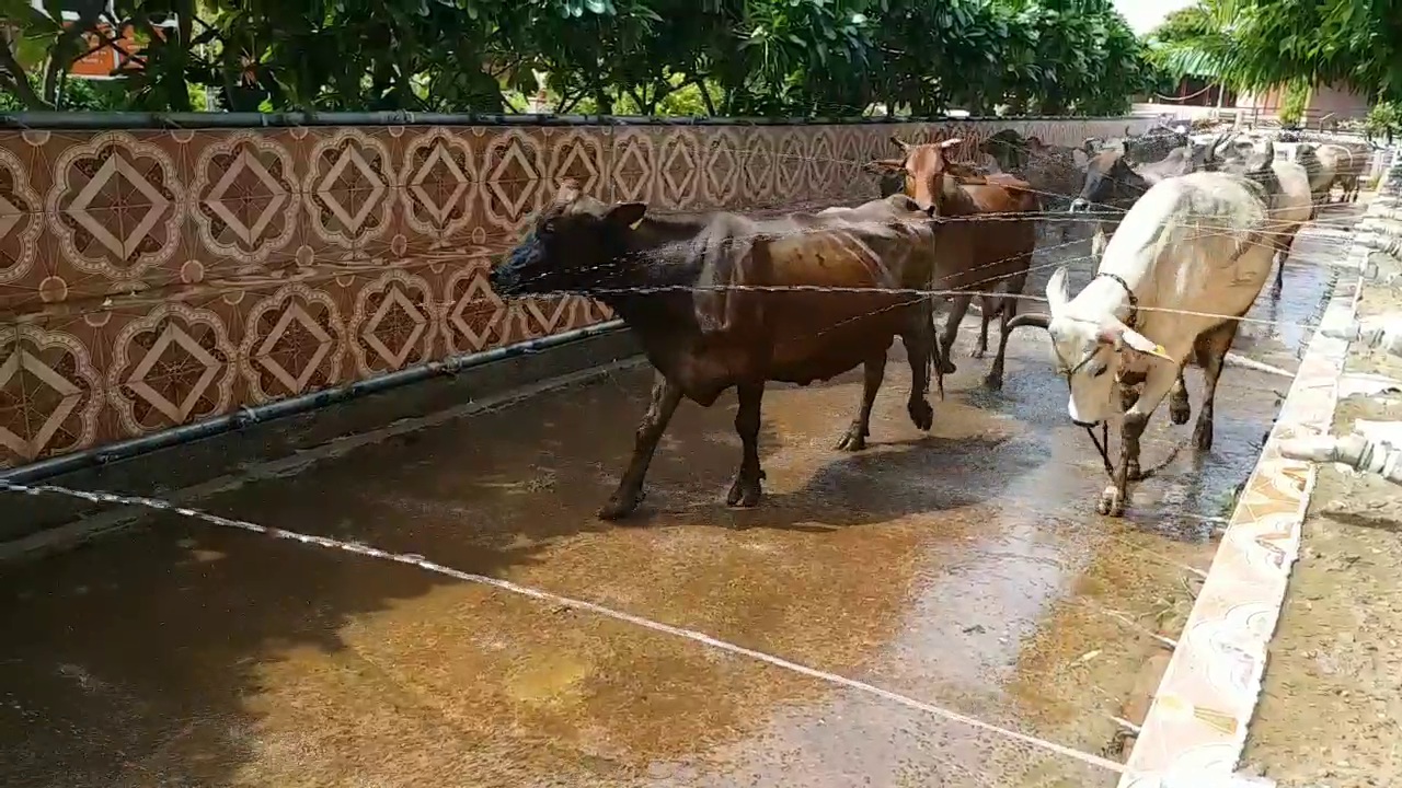 झुंझुनू की अनूठी गौशाला,  Jhunjhunu unique cowshed