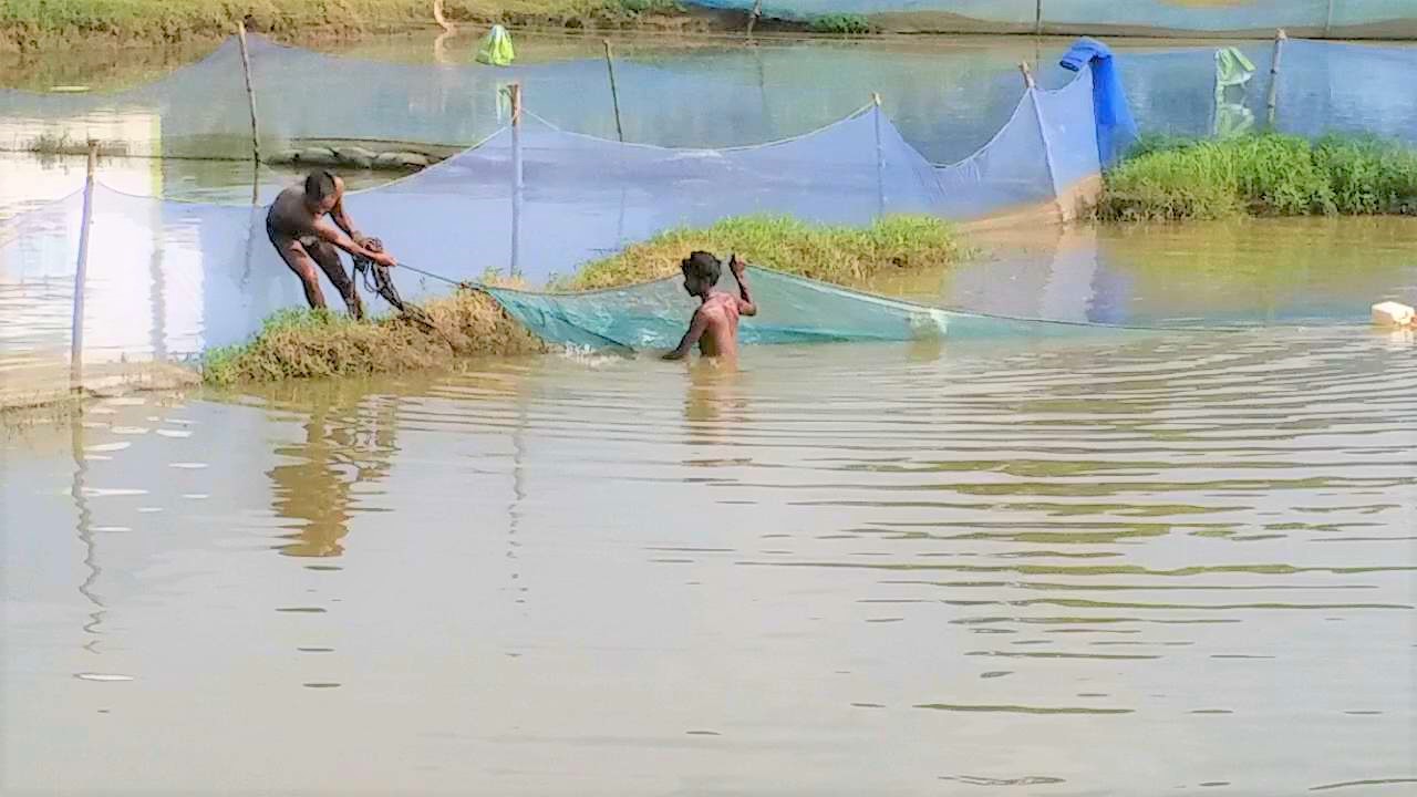 fisheries in banka